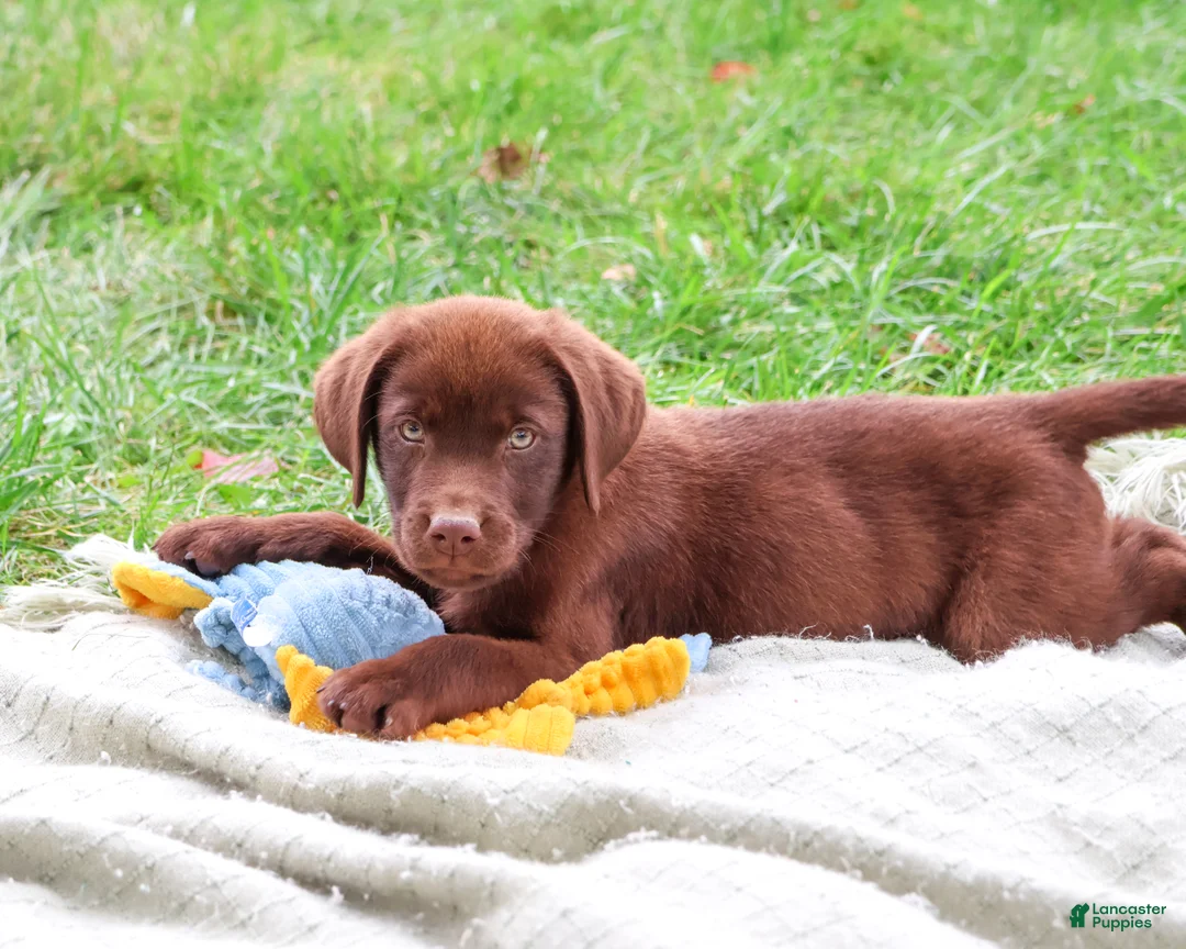 Labrador Retriever dogs for sale: Heath - Ad 1