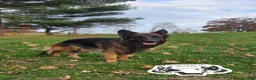 German Shepherd dogs for sale: Bruno - Ad 3