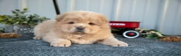Chow Chow dogs for sale: Chanel - Ad 3