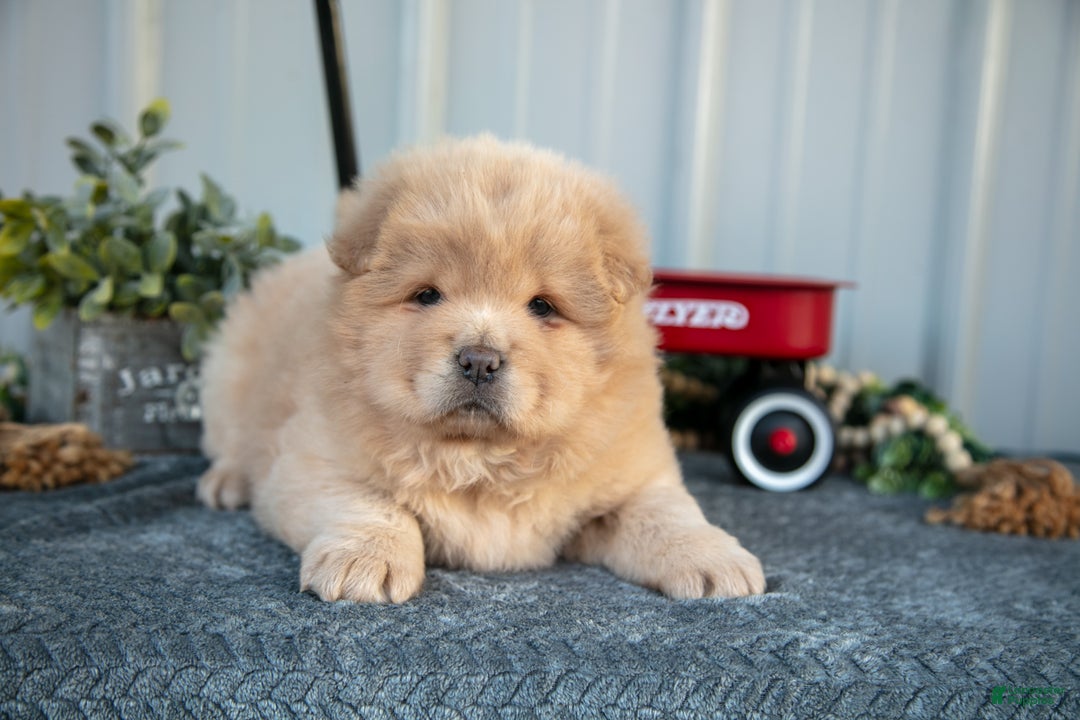 Chow Chow dogs for sale: Chanel - Ad 3