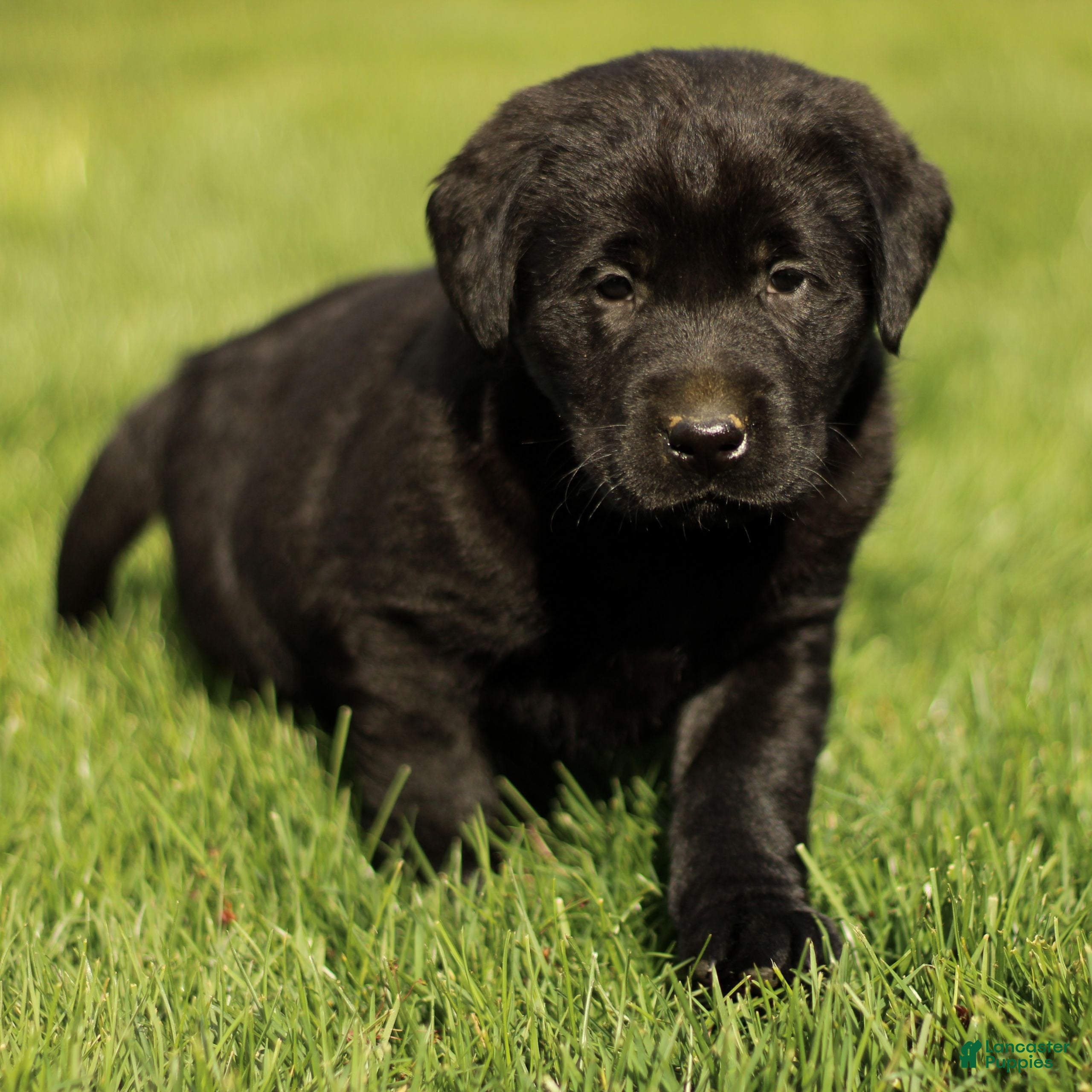 Labrador Retriever dogs Hattie  - Ad 2