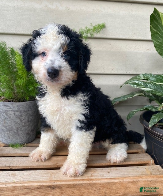 Mini Bernedoodle dogs Buddy- mini/medium - Ad 1