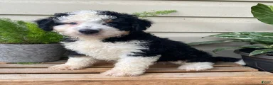 Buddy- mini/medium