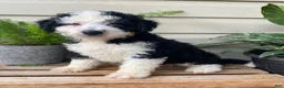 Mini Bernedoodle dogs for sale: Buddy- mini/medium - Ad 1