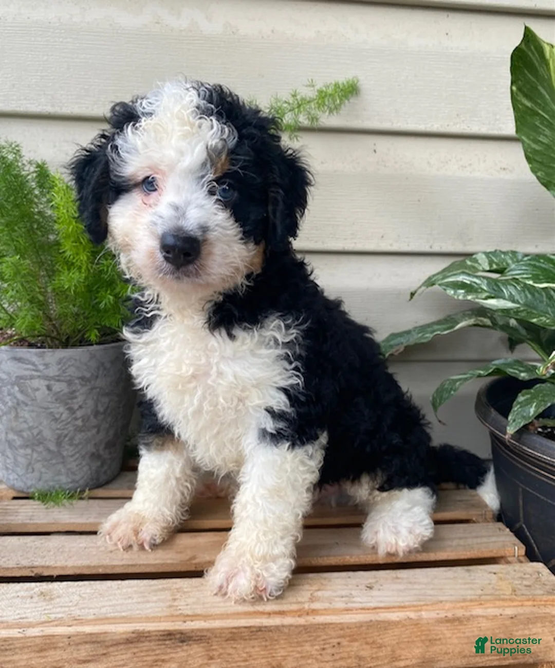 Mini Bernedoodle dogs for sale: Buddy- mini/medium - Ad 1
