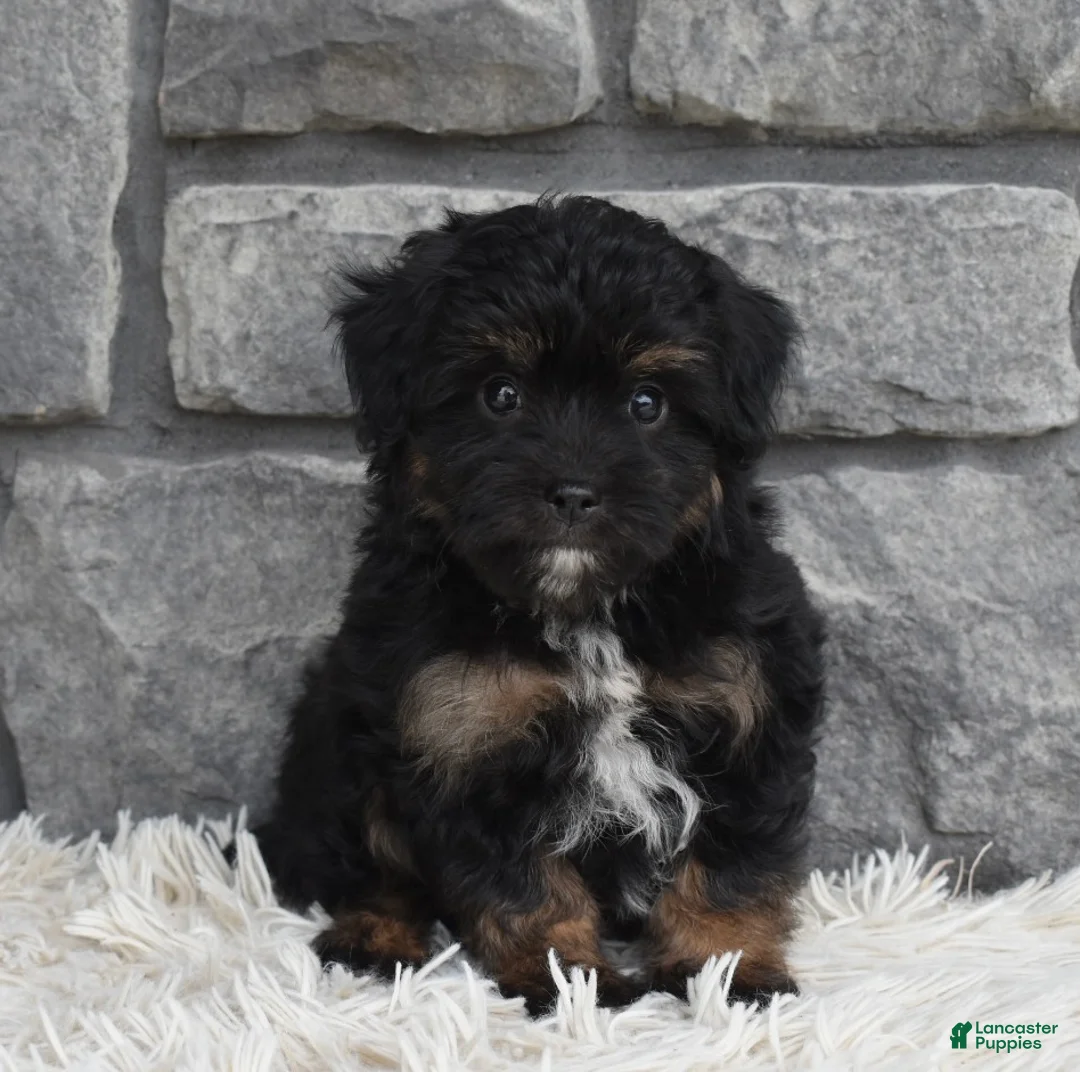 Mini Aussiedoodle dogs for sale: Charlie  - Ad 6