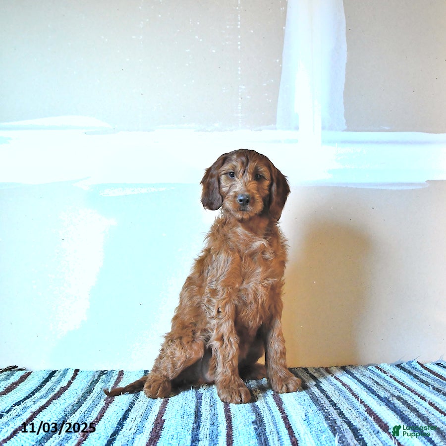 Irish Doodle dogs Laura - Ad 19