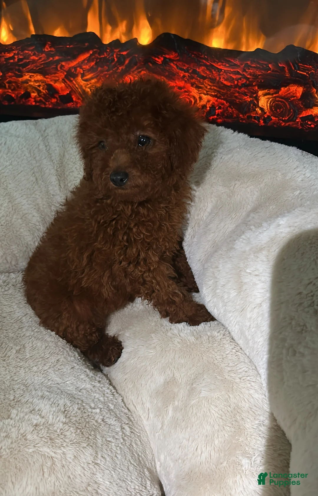 Toy Poodle dogs for sale: Nala  - Ad 1