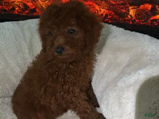 Toy Poodle dogs Nala - Ad 33