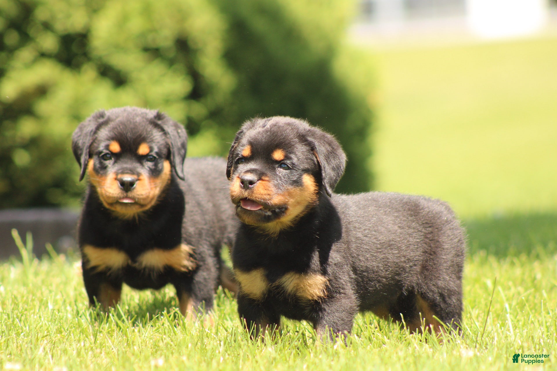 Rottweiler dogs for sale: Dynamite  - Ad 7