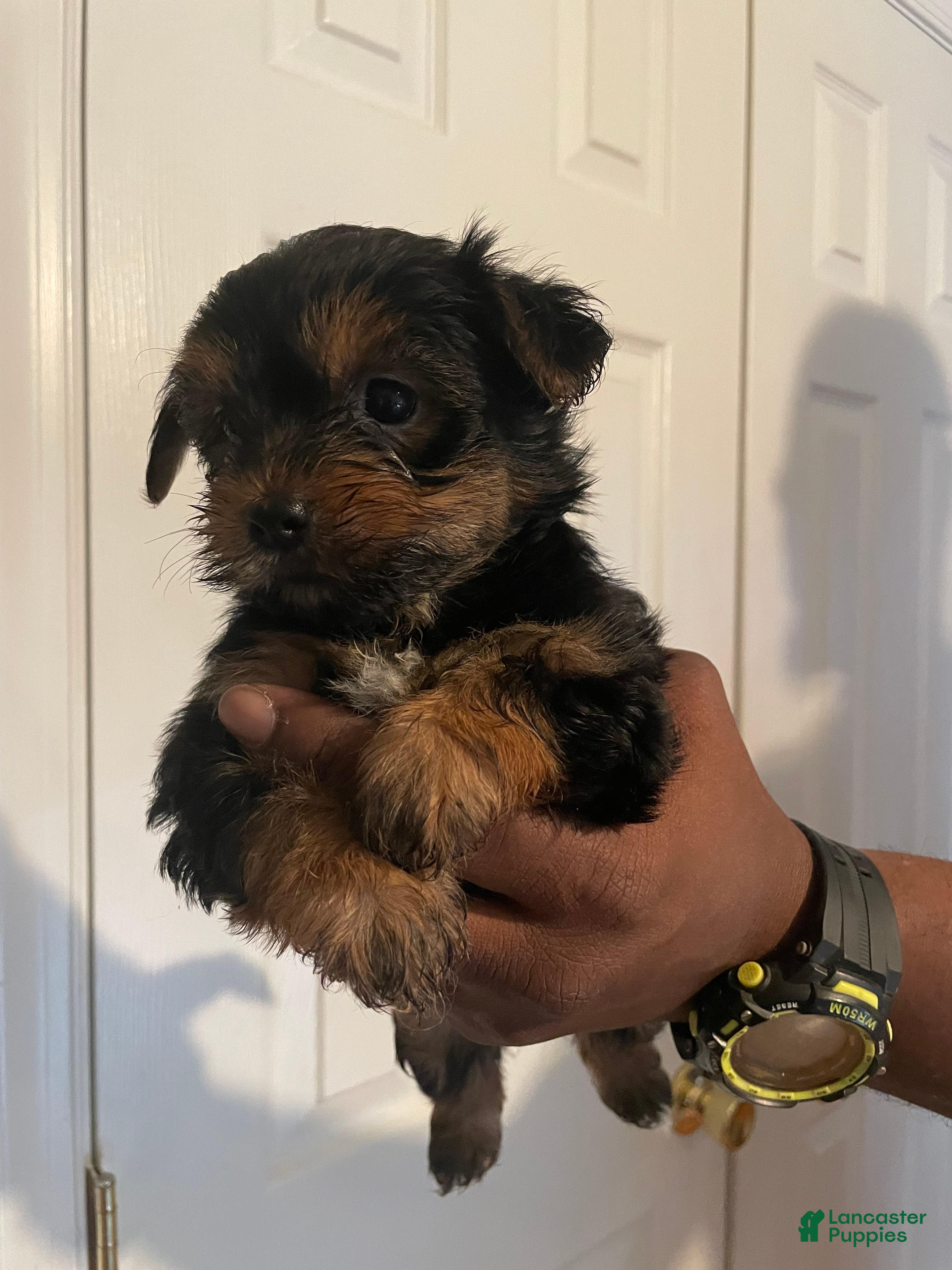 Yorkshire Terrier dogs Pet 2 - Ad 23