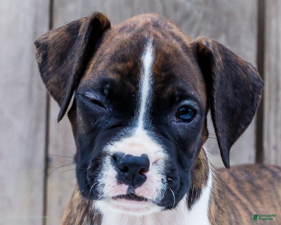 Brindle Boxer White Boxer Dog For Sale Beautiful Flashy Brindle