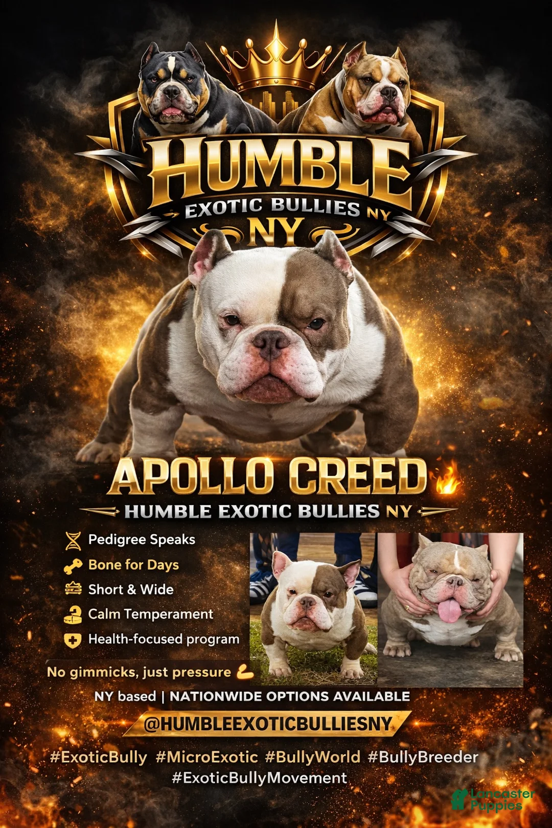 Gallery Image {{count}}