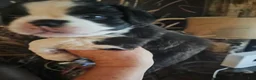 Frenchton dogs for sale: Oreo - Ad 9
