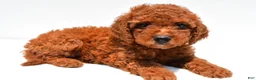 Mini Goldendoodle dogs for sale: Nova  - Ad 1