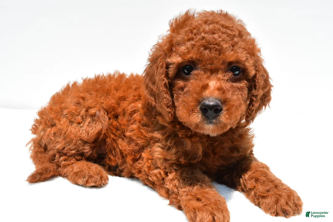 Mini Goldendoodle dogs for sale: Nova  - Ad 1