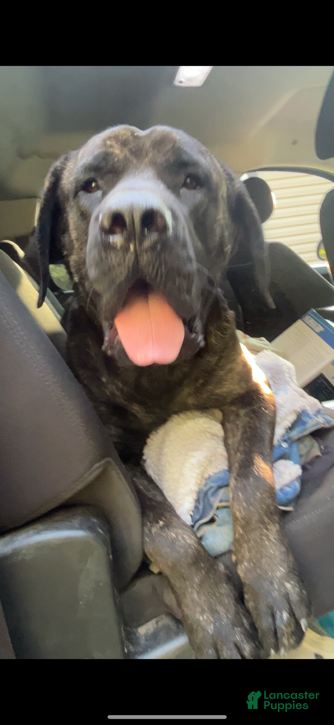 English Mastiff dogs for sale: English Mastiff Puppy 3 - Ad 2