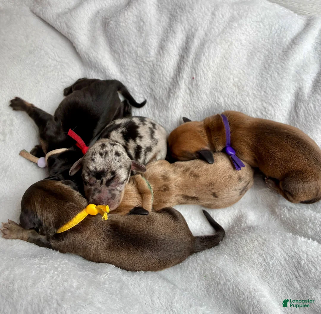 Miniature Dachshund dogs for sale: Miniature Dachshund 3 - Ad 7
