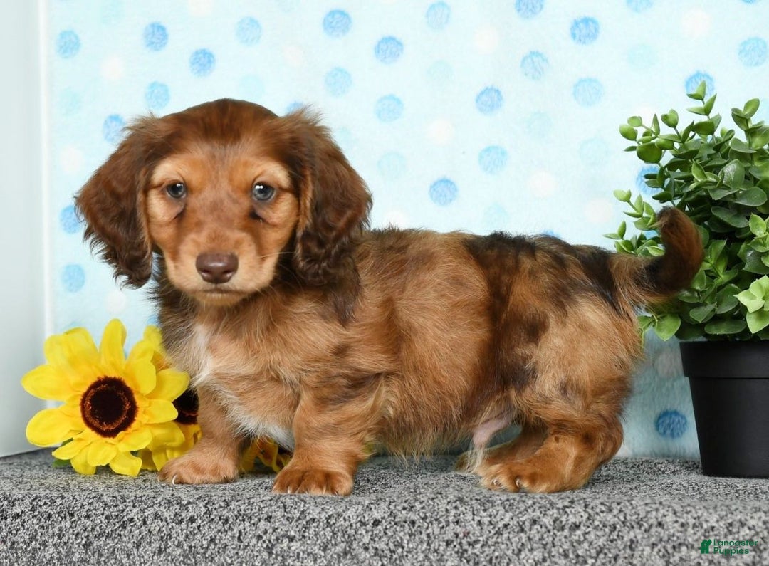 Miniature Dachshund dogs for sale: Murry - Ad 8