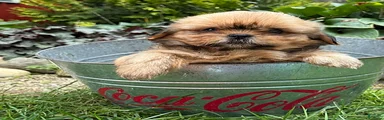 Calli