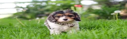 Cavapoo dogs for sale: Fury - Ad 4