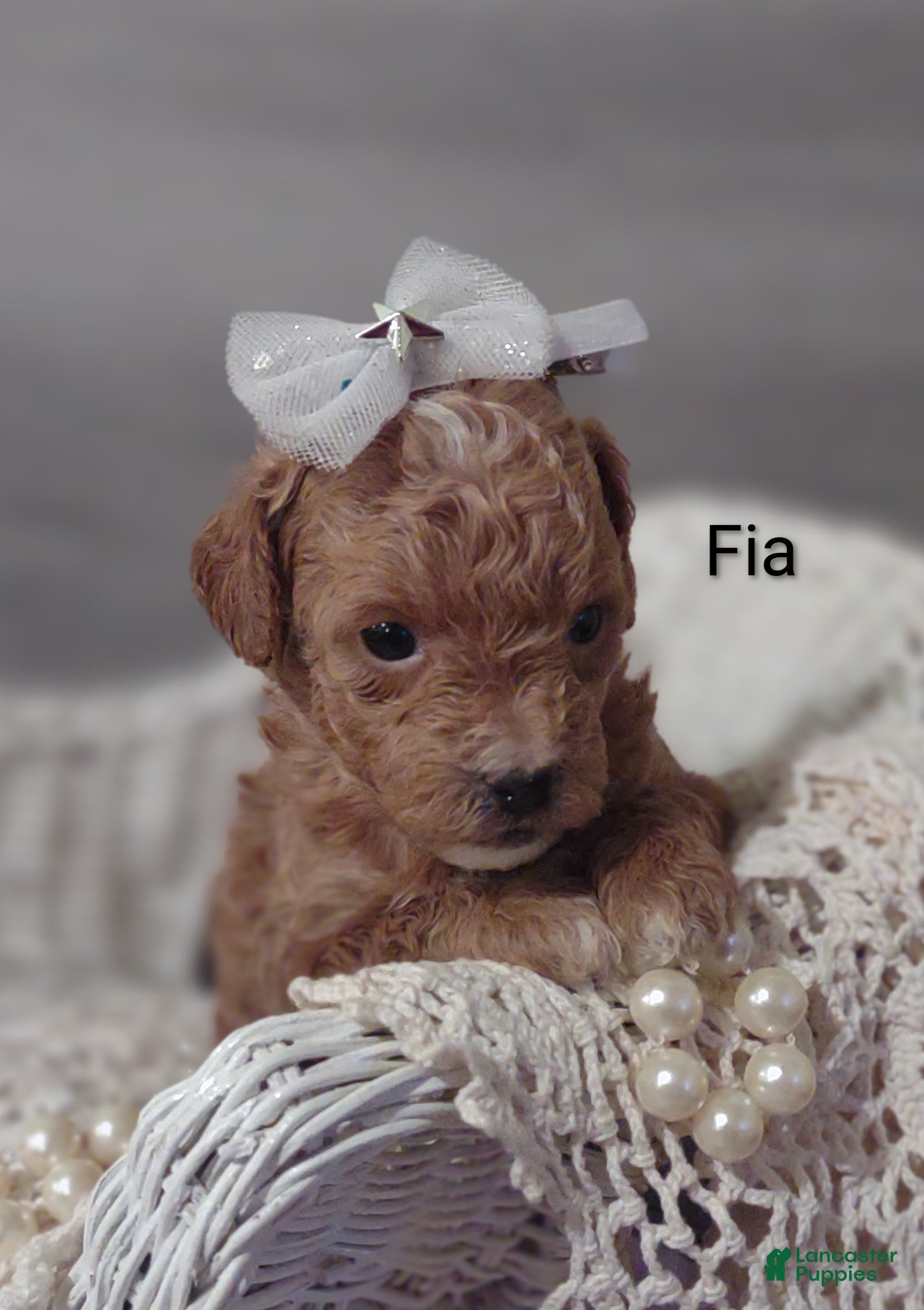 Shihpoo dogs Fia - Ad 5