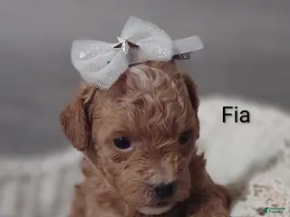 Shihpoo dogs Fia - Ad 4