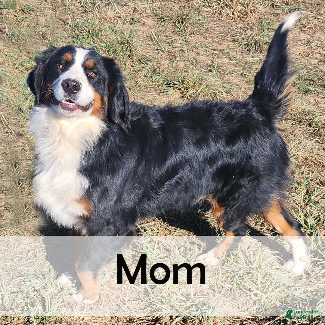 Mini Bernedoodle dogs for sale: Rusty - Ad 9