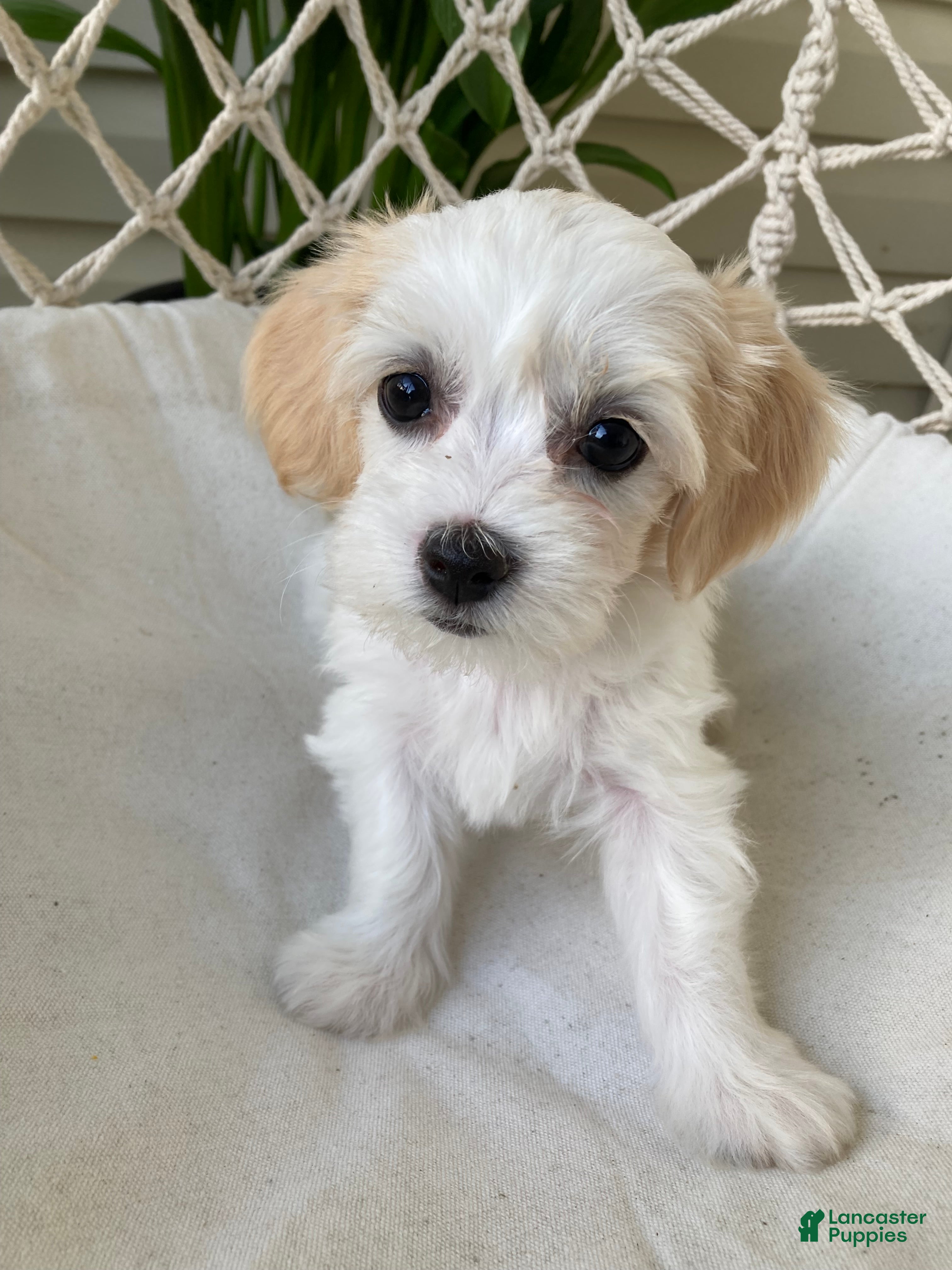 Mixed Breed dogs Ellie - Ad 1