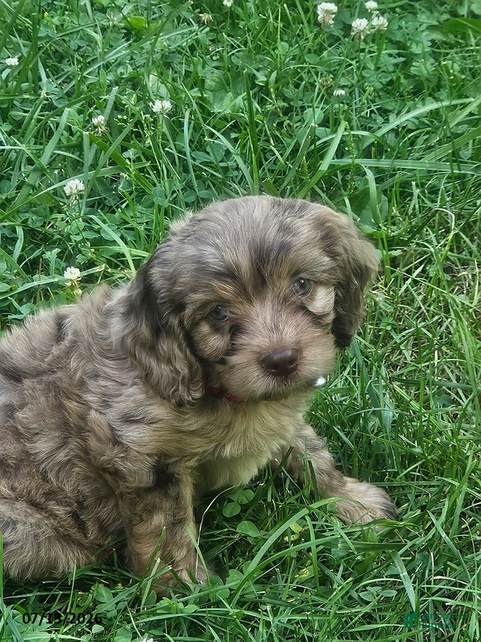 Cavapoo dogs Gabe - Ad 1