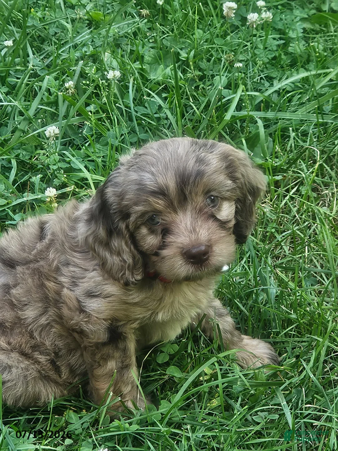 Cavapoo dogs for sale: Gabe - Ad 1