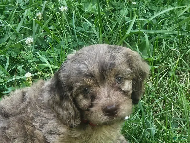 Cavapoo dogs for sale: Gabe - Ad 1