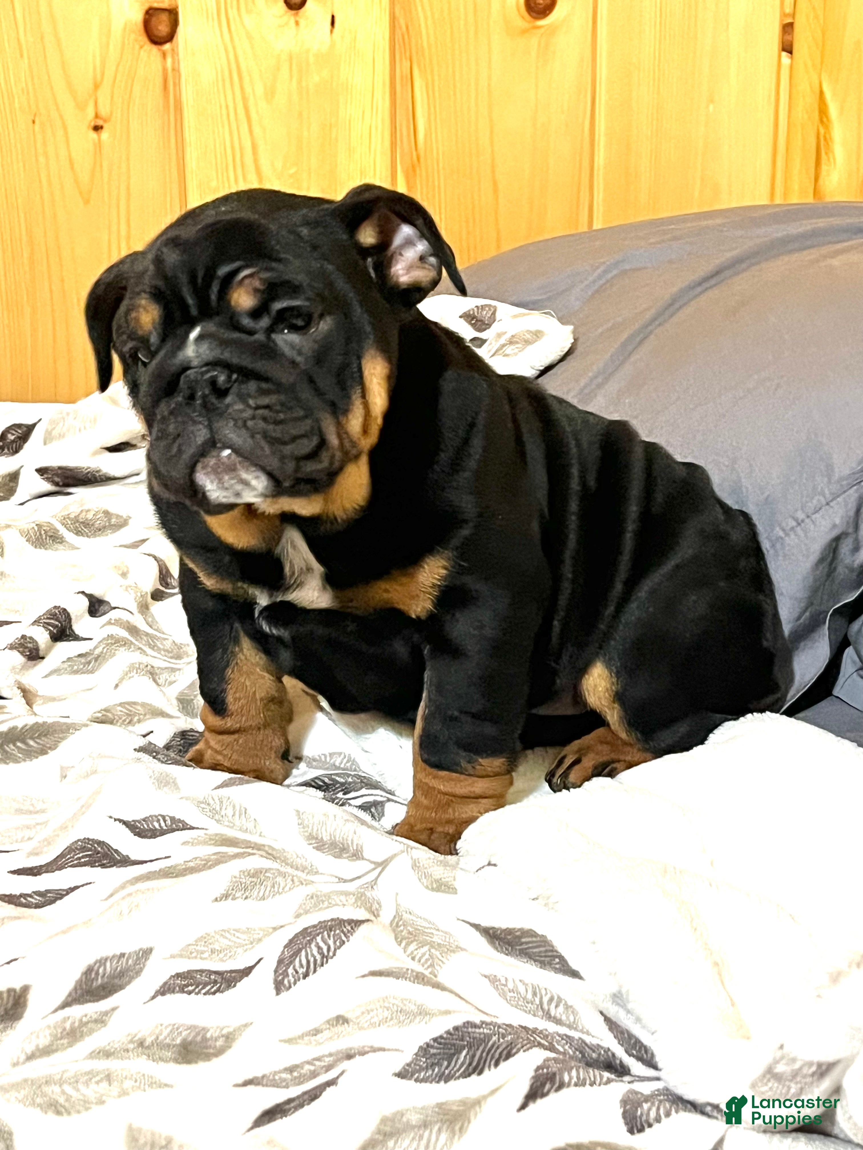 English Bulldog dogs Grace - Ad 1