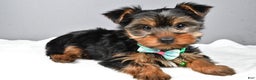 Morkie dogs for sale: Patrick - Ad 2