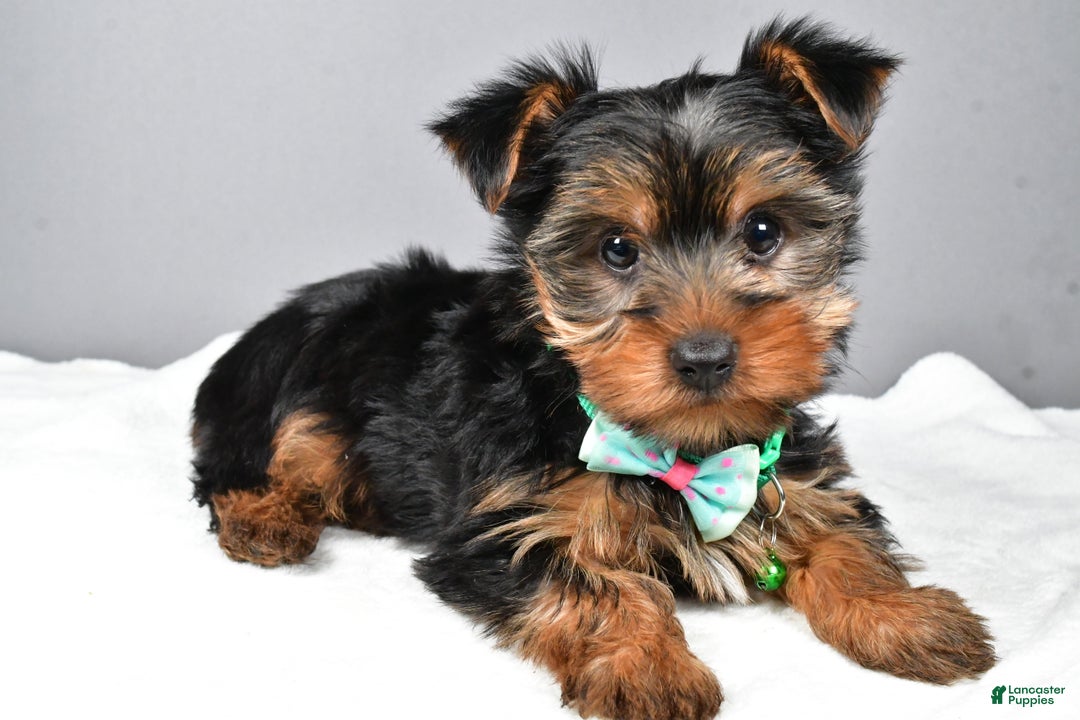 Morkie dogs for sale: Patrick - Ad 2