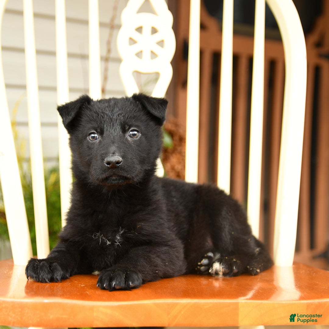 German Shepherd dogs for sale: Silver Belle - Ad 2