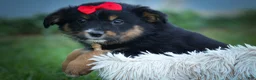Mini Aussiedoodle dogs for sale: Laney🦋 - Ad 17