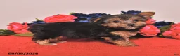 Yorkshire Terrier dogs for sale: Harvey - Ad 5