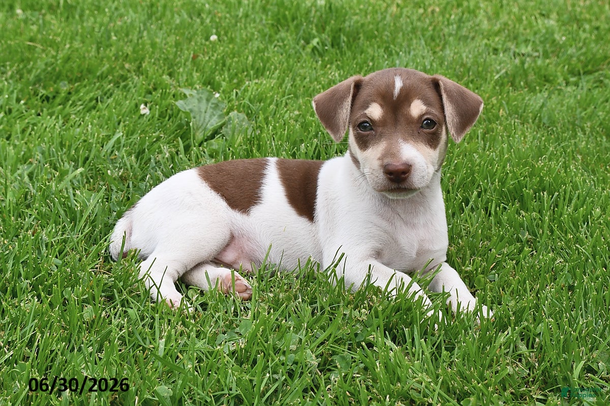 Jack Russell Terrier dogs Mocha - Ad 2