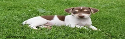 Jack Russell Terrier dogs for sale: Mocha - Ad 2