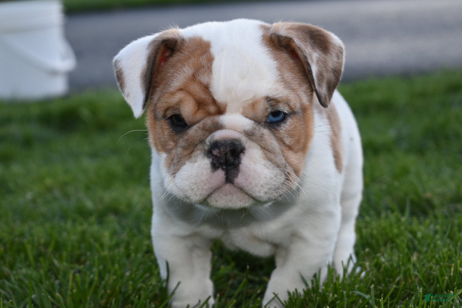 English Bulldog dogs English Bulldog Puppy 1 - Ad 1