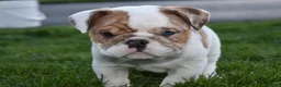 English Bulldog dogs for sale: English Bulldog Puppy 1 - Ad 1