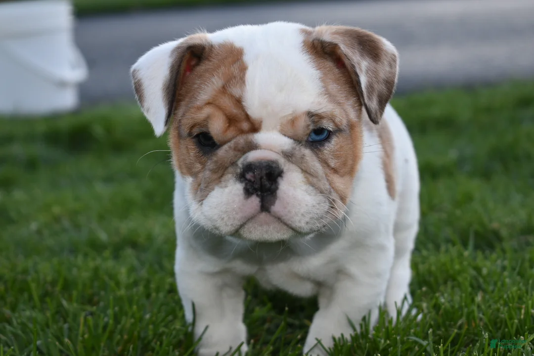 English Bulldog dogs for sale: English Bulldog Puppy 1 - Ad 1