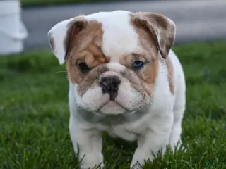 English Bulldog dogs for sale: English Bulldog Puppy 1 - Ad 2