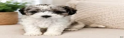 Shihpoo dogs for sale: Parti Female Shihpoo Puppy Available - Ad 1