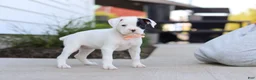 Boxer dogs for sale: Layla - Ad 4