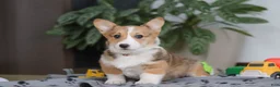 Welsh Corgi Pembroke dogs for sale: Hope - Ad 3