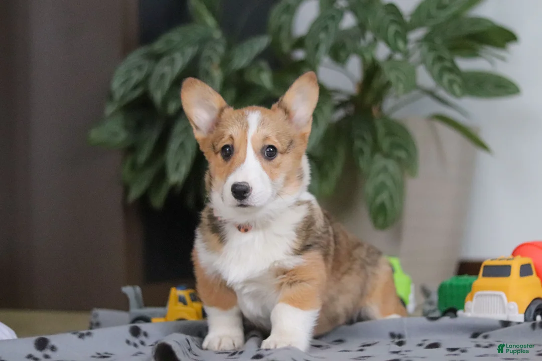 Welsh Corgi Pembroke dogs for sale: Hope - Ad 3