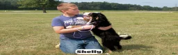 Bernedoodle dogs for sale: Shelly - Ad 3