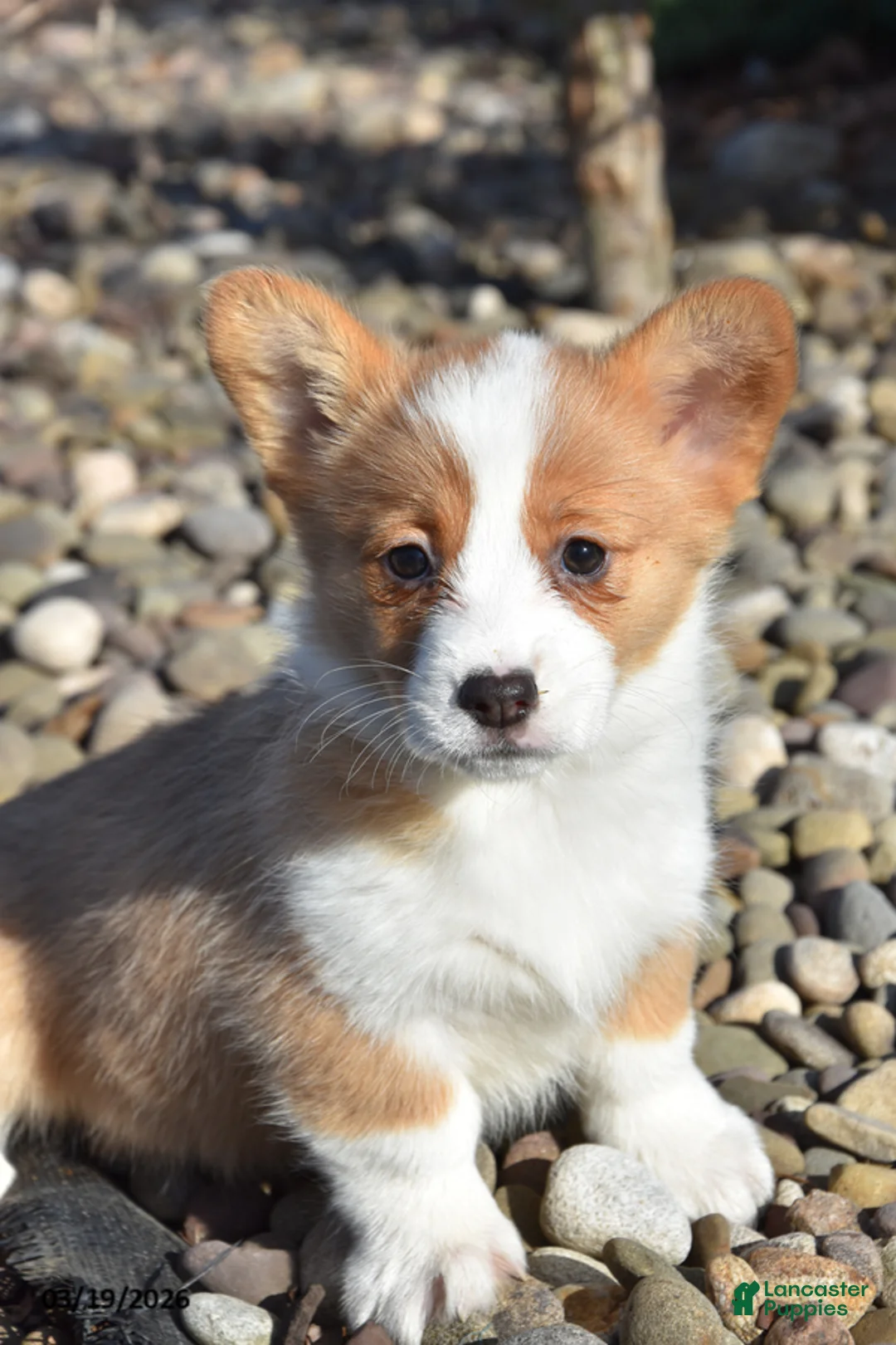 Welsh Corgi Pembroke dogs for sale: Ellie - Ad 1